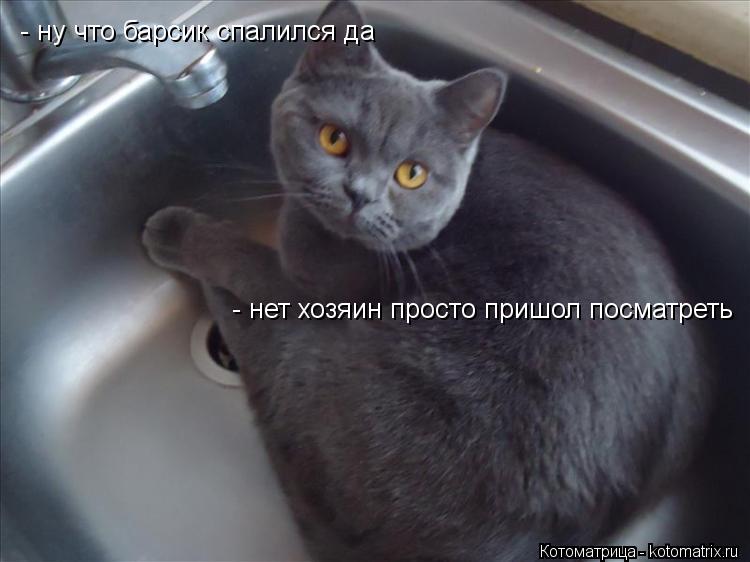 - ну что барсик спалился да - нет хозяин просто пришол посматреть... Котоматрица: - ну что барсик спалился да - нет хозяин просто пришол посматреть