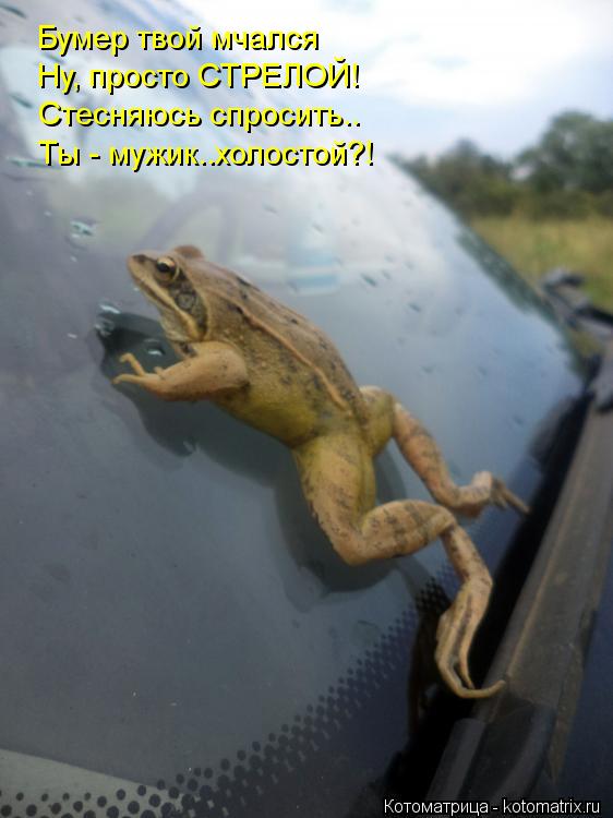 Бумер твой мчался Ну, просто СТРЕЛОЙ! Стесняюсь спросить.. Ты - мужик..холостой?!... Котоматрица: Бумер твой мчался Ну, просто СТРЕЛОЙ! Стесняюсь спросить.. Ты - мужик..холостой?!