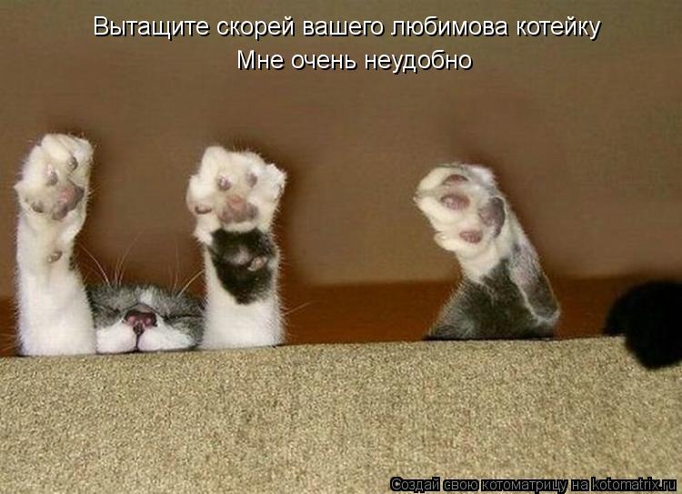 Вытащите скорей вашего любимова котейку Мне очень неудобно... Котоматрица: Вытащите скорей вашего любимова котейку Мне очень неудобно