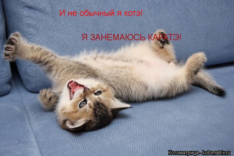 Котоматрица: И не обычный я котэ! Я ЗАНЕМАЮСЬ КАРАТЭ!