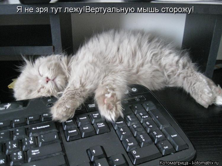 Котоматрица: Я не зря тут лежу!Вертуальную мышь сторожу!