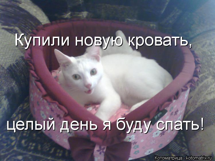 Купили новую кровать, целый день я буду спать!... Котоматрица: Купили новую кровать, целый день я буду спать!