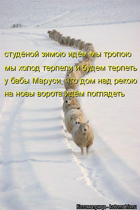 Котоматрица: на новы ворота идём поглядеть студёной зимою идём мы тропою мы холод терпели и будем терпеть у бабы Маруси, что дом над рекою