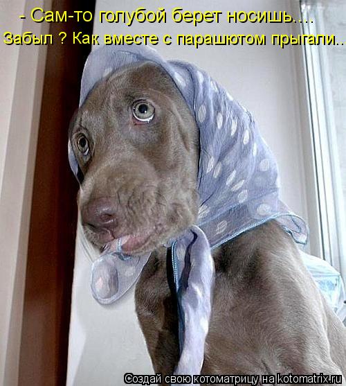 - Сам-то голубой берет носишь.... Забыл ? Как вместе с парашютом прыгали....... Котоматрица: - Сам-то голубой берет носишь.... Забыл ? Как вместе с парашютом прыгали....