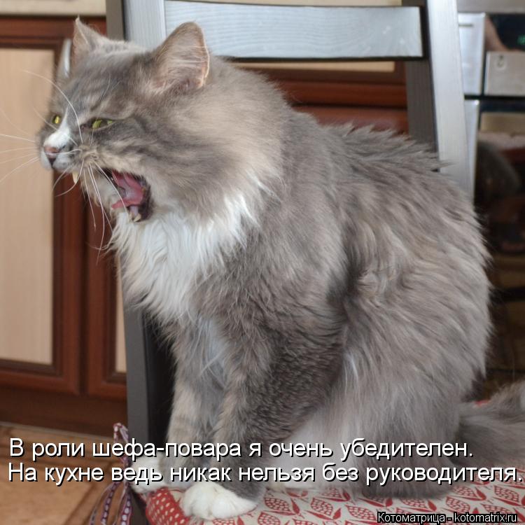 На кухне ведь никак нельзя без руководителя. В роли шефа-повара я очень убедителен.... Котоматрица: На кухне ведь никак нельзя без руководителя. В роли шефа-повара я очень убедителен.