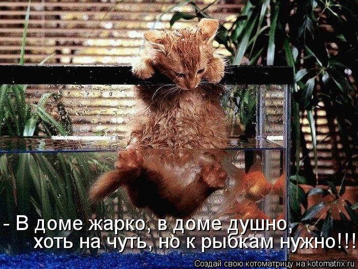 - В доме жарко, в доме душно, хоть на чуть, но к рыбкам нужно!!!... Котоматрица: - В доме жарко, в доме душно, хоть на чуть, но к рыбкам нужно!!!