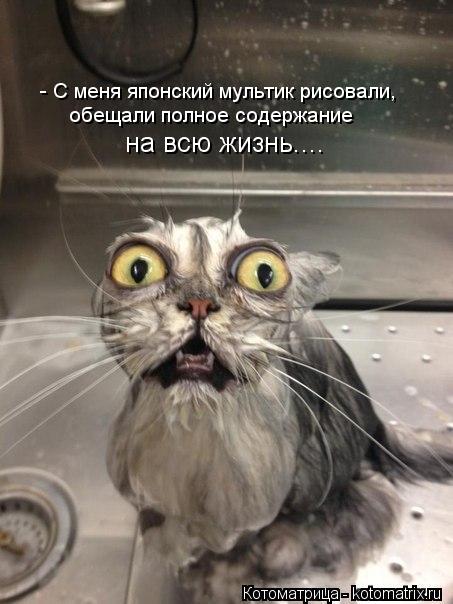 - С меня японский мультик рисовали, обещали полное содержание на всю жизнь....... Котоматрица: - С меня японский мультик рисовали, обещали полное содержание на всю жизнь....