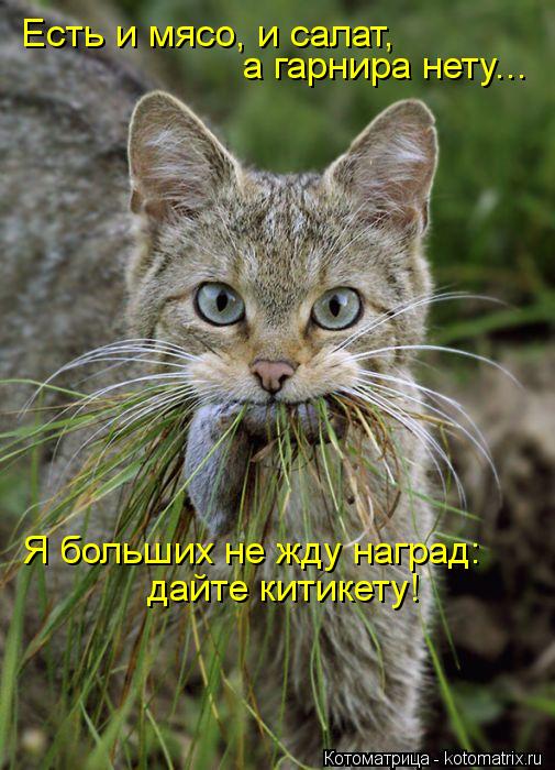 Есть и мясо, и салат, а гарнира нету... Я больших не жду наград: дайте китикету!... Котоматрица: Есть и мясо, и салат, а гарнира нету... Я больших не жду наград: дайте китикету!