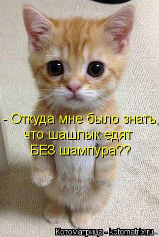 - Откуда мне было знать, что шашлык едят БЕЗ шампура??... Котоматрица: - Откуда мне было знать, что шашлык едят БЕЗ шампура??