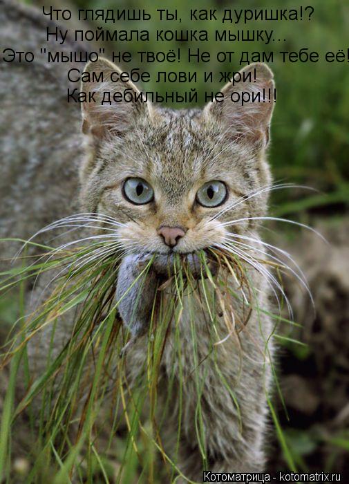Что глядишь ты, как дуришка!? Ну поймала кошка мышку... Это "мышо" не твоё! Не от дам тебе её! Сам се... Котоматрица: Что глядишь ты, как дуришка!? Ну поймала кошка мышку... Это "мышо" не твоё! Не от дам тебе её! Сам себе лови и жри! Как дебильный не ори!!!