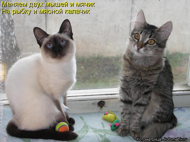 Котоматрица: Меняем двух мышей и мячик На рыбку и мясной калачик