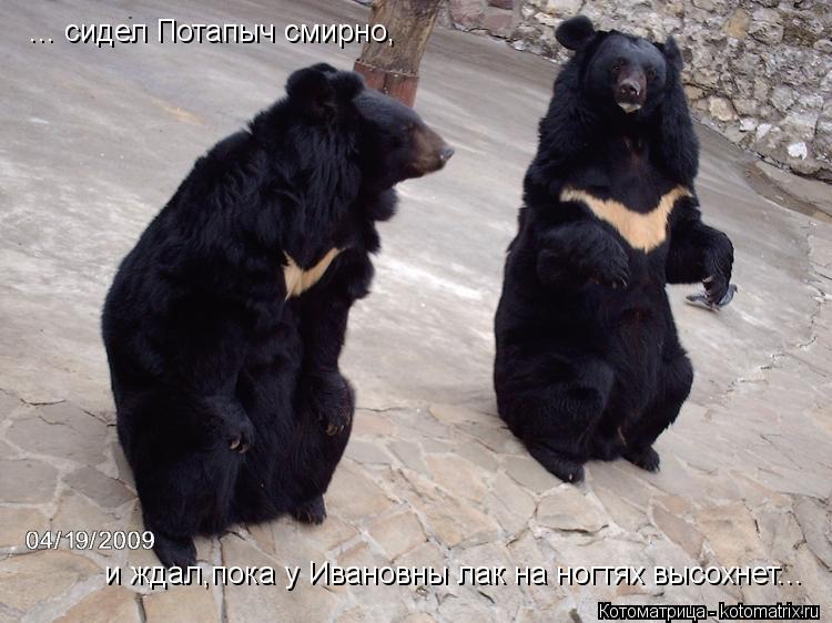 ... сидел Потапыч смирно, и ждал,пока у Ивановны лак на ногтях высохнет...... Котоматрица: ... сидел Потапыч смирно, и ждал,пока у Ивановны лак на ногтях высохнет...