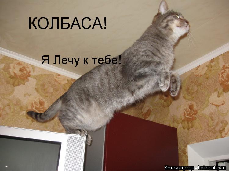 Котоматрица: КОЛБАСА! Я Лечу к тебе!