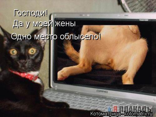 Господи! Да у моей жены Одно место облысело!... Котоматрица: Господи! Да у моей жены Одно место облысело!
