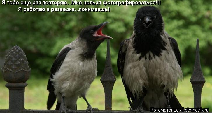 Я тебе еще раз повторяю...Мне нельзя фотографироваться!!! Я работаю в разведке...понимаешь!... Котоматрица: Я тебе еще раз повторяю...Мне нельзя фотографироваться!!! Я работаю в разведке...понимаешь!