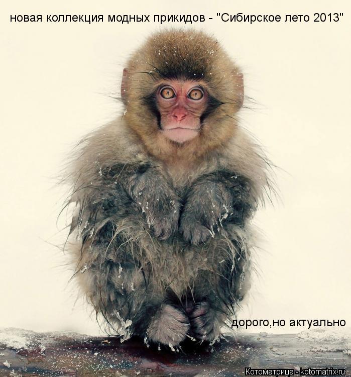 новая коллекция модных прикидов - "Сибирское лето 2013" дорого,но актуально... Котоматрица: новая коллекция модных прикидов - "Сибирское лето 2013" дорого,но актуально