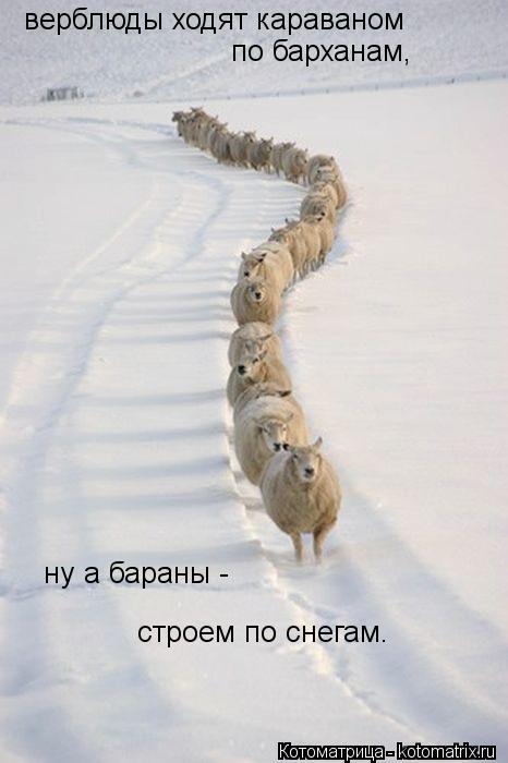 верблюды ходят караваном по барханам, ну а бараны - строем по снегам.... Котоматрица: верблюды ходят караваном по барханам, ну а бараны - строем по снегам.