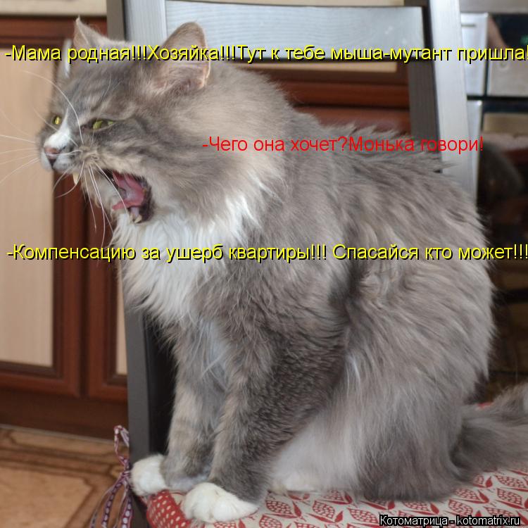 -Мама родная!!!Хозяйка!!!Тут к тебе мыша-мутант пришла! -Чего она хочет?Монька говори! -Компенсацию з... Котоматрица: -Мама родная!!!Хозяйка!!!Тут к тебе мыша-мутант пришла! -Чего она хочет?Монька говори! -Компенсацию за ушерб квартиры!!! Спасайся кто может!!!