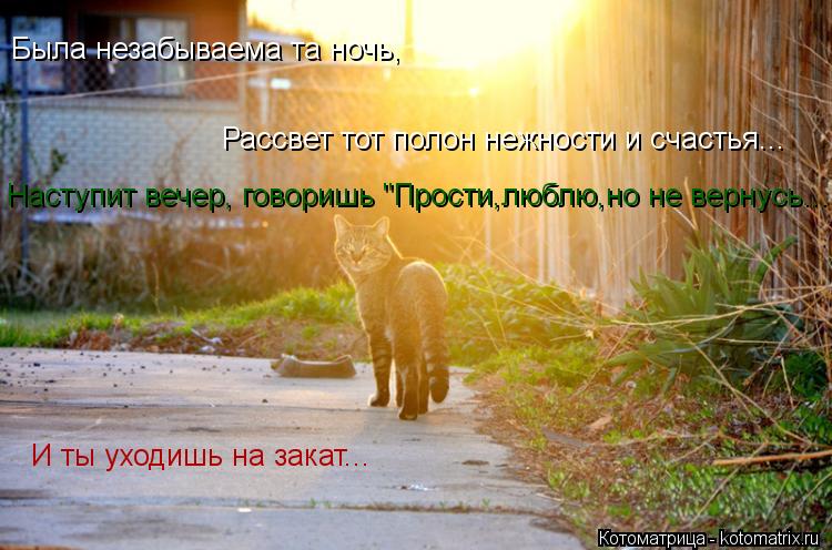 Котоматрица: Была незабываема та ночь, Рассвет тот полон нежности и счастья... Наступит вечер, говоришь "Прости,люблю,но не вернусь... И ты уходишь на закат