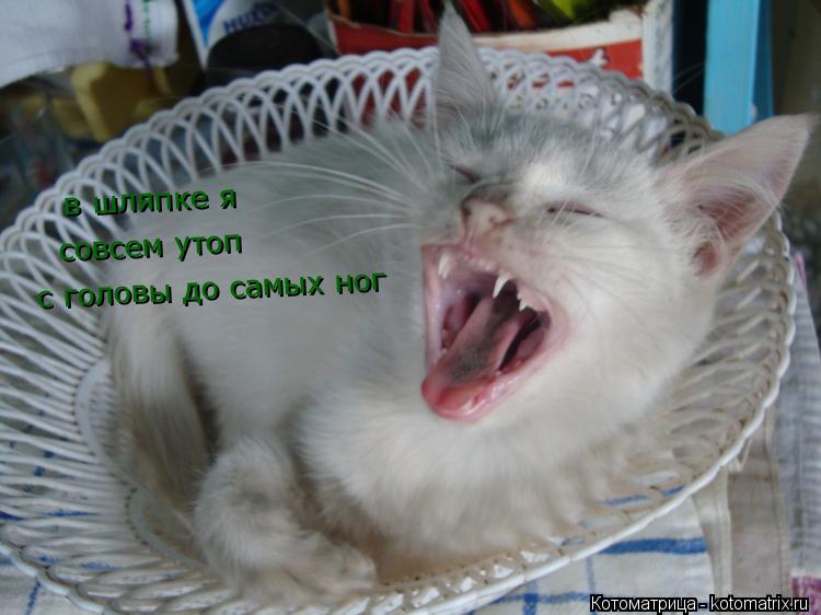в шляпке я в шляпке я совсем утоп с головы до самых ног... Котоматрица: в шляпке я в шляпке я совсем утоп с головы до самых ног