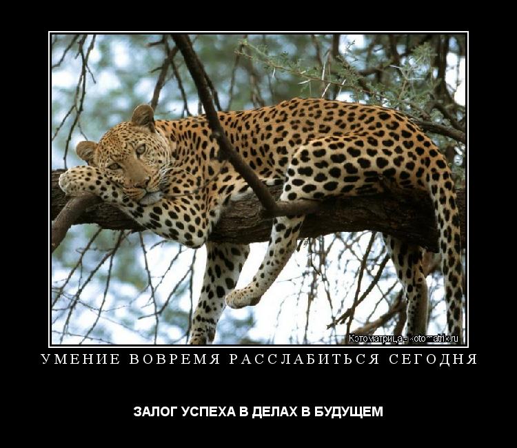 УМЕНИЕ ВОВРЕМЯ РАССЛАБИТЬСЯ СЕГОДНЯ ЗАЛОГ УСПЕХА В ДЕЛАХ В БУДУЩЕМ... Котоматрица: УМЕНИЕ ВОВРЕМЯ РАССЛАБИТЬСЯ СЕГОДНЯ ЗАЛОГ УСПЕХА В ДЕЛАХ В БУДУЩЕМ