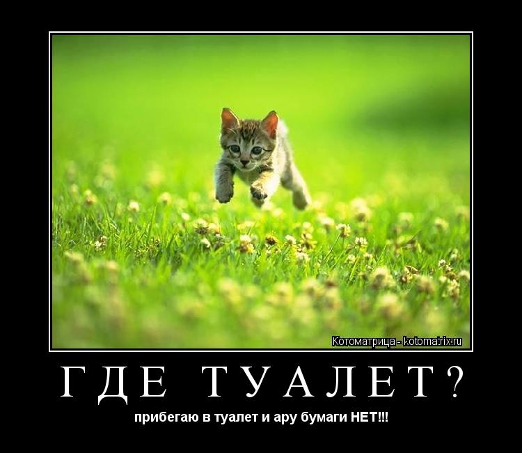 ГДЕ ТУАЛЕТ? прибегаю в туалет и ару бумаги НЕТ!!!... Котоматрица: ГДЕ ТУАЛЕТ? прибегаю в туалет и ару бумаги НЕТ!!!