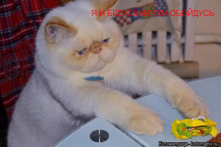Котоматрица: Я И БЕЗ КОНФЕТКИ ОБОЙДУСЬ