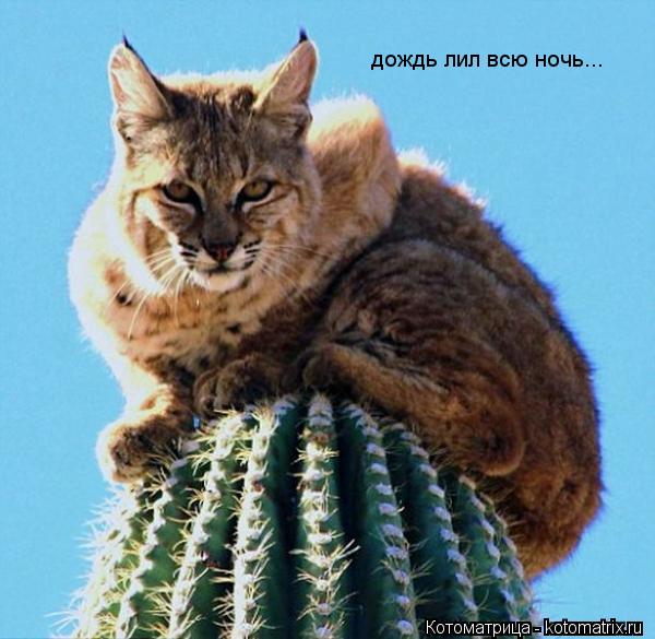 Котоматрица: дождь лил всю ночь...