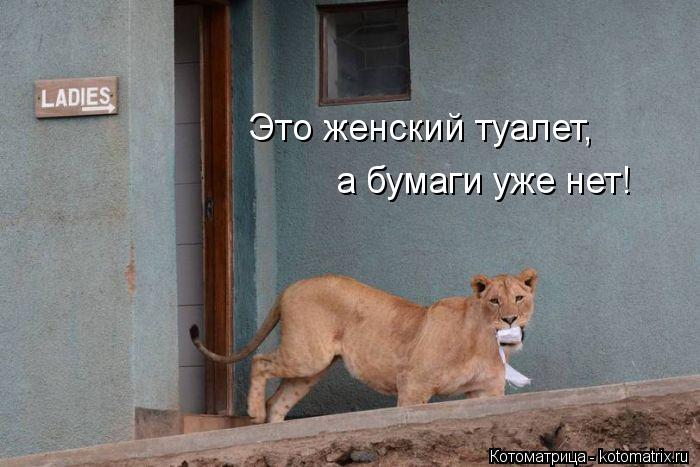 Котоматрица: Это женский туалет, а бумаги уже нет!