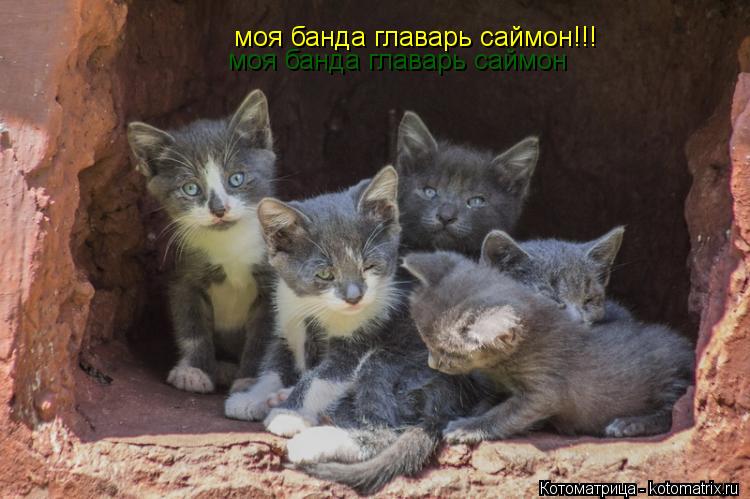 моя банда главарь саймон моя банда главарь саймон!!!... Котоматрица: моя банда главарь саймон моя банда главарь саймон!!!