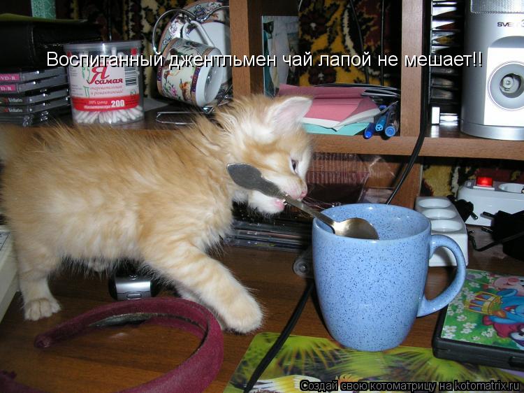 Воспитанный джентльмен чай лапой не мешает!!... Котоматрица: Воспитанный джентльмен чай лапой не мешает!!
