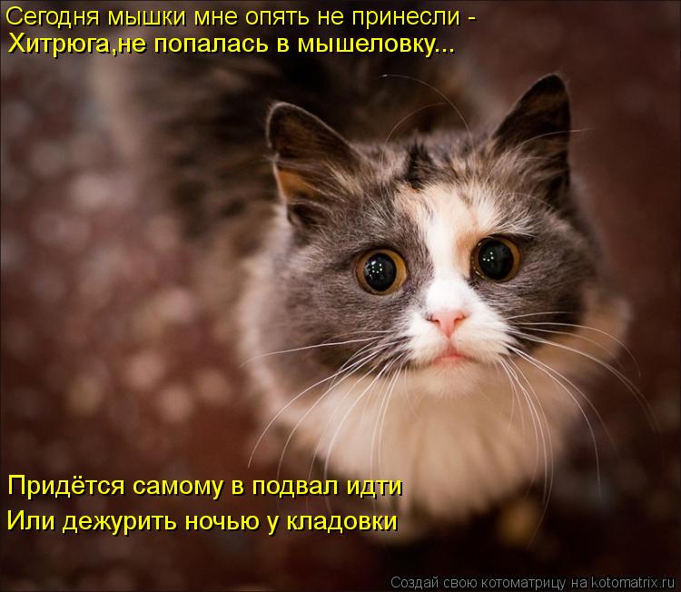 Сегодня мышки мне опять не принесли - Хитрюга,не попалась в мышеловку... Придётся самому в подвал идт... Котоматрица: Сегодня мышки мне опять не принесли - Хитрюга,не попалась в мышеловку... Придётся самому в подвал идти Или дежурить ночью у кладовки