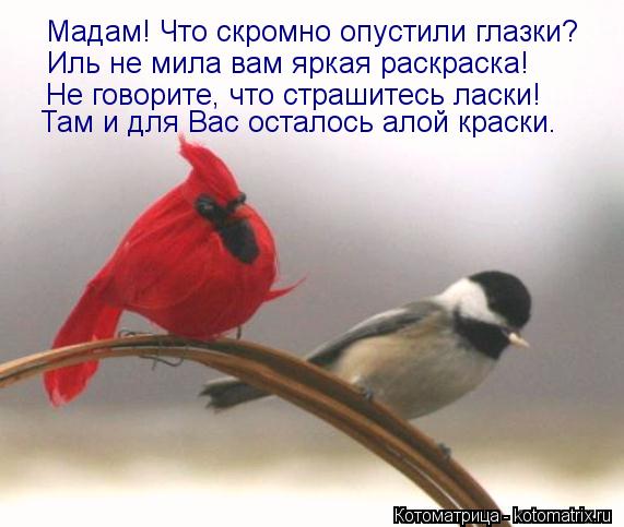 Котоматрица: Мадам! Что скромно опустили глазки? Иль не мила вам яркая раскраска! Не говорите, что страшитесь ласки! Там и для Вас осталось алой краски.