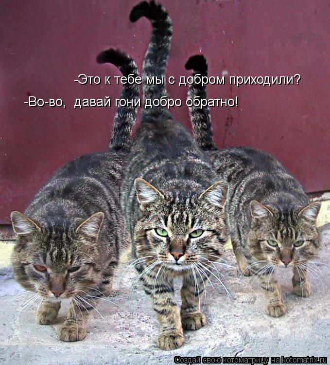 -Это к тебе мы с добром приходили? -Во-во, давай гони добро обратно!... Котоматрица: -Это к тебе мы с добром приходили? -Во-во, давай гони добро обратно!