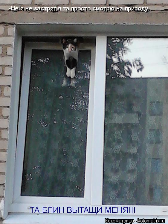 -Не я не застрят,я та просто смотрю на природу... ТА БЛИН ВЫТАЩИ МЕНЯ!!!... Котоматрица: -Не я не застрят,я та просто смотрю на природу... ТА БЛИН ВЫТАЩИ МЕНЯ!!!