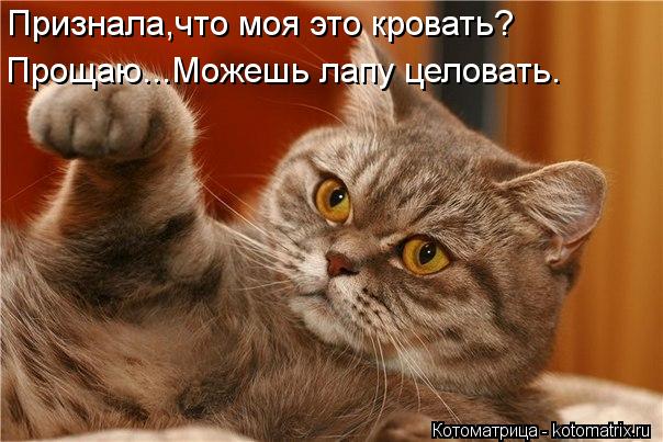 Котоматрица: Признала,что моя это кровать? Прощаю...Можешь лапу целовать.