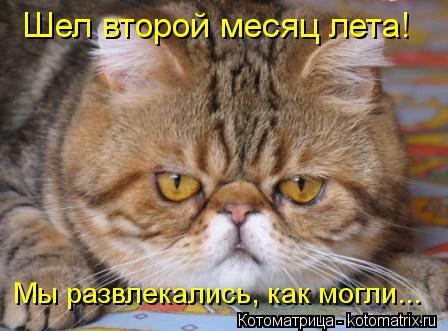 Кошачий юмор - Страница 15 Kotomatritsa_CK