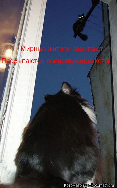 Мирные жители засыпают, Просыпаются воинствующие коты.... Котоматрица: Мирные жители засыпают, Просыпаются воинствующие коты.