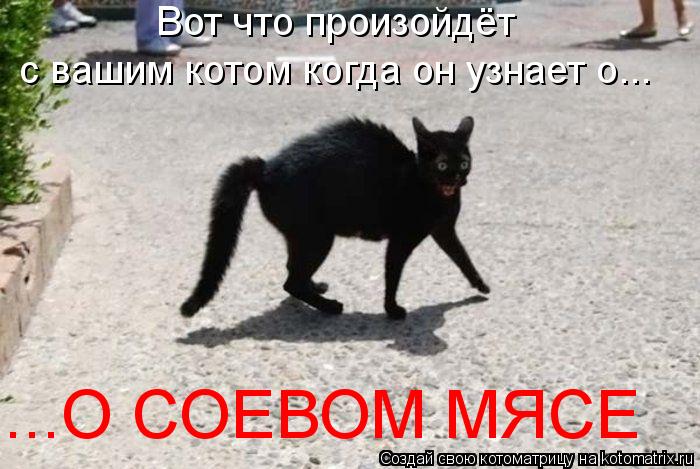 Вот что произойдёт с вашим котом когда он узнает о... ...О СОЕВОМ МЯСЕ... Котоматрица: Вот что произойдёт с вашим котом когда он узнает о... ...О СОЕВОМ МЯСЕ