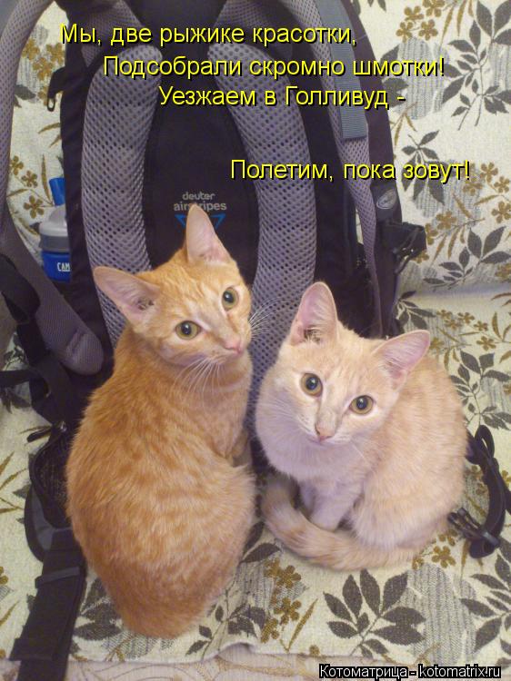 Котоматрица: Мы, две рыжике красотки, Подсобрали скромно шмотки! Уезжаем в Голливуд - Полетим, пока зовут!