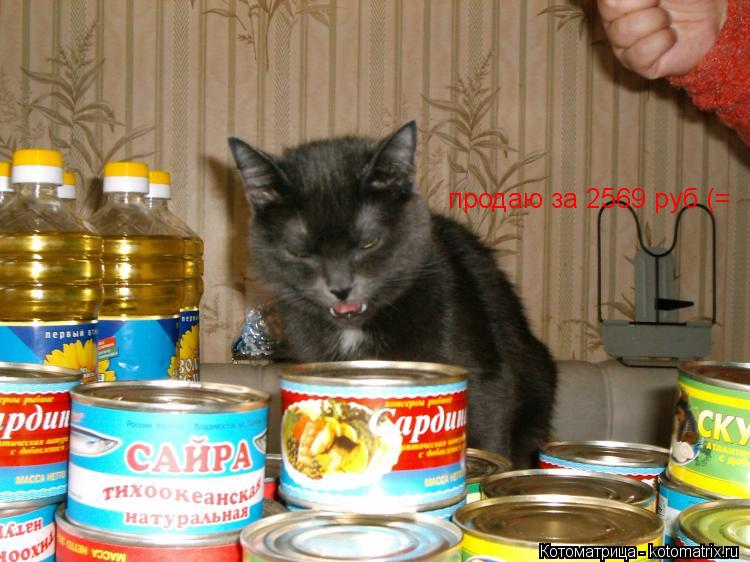 продаю за 2569 руб (=... Котоматрица: продаю за 2569 руб (=