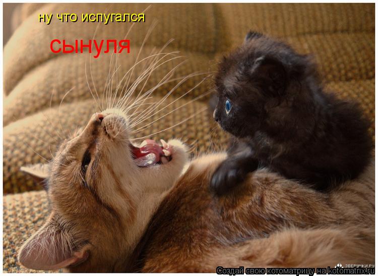 ну что испугался сынуля... Котоматрица: ну что испугался сынуля