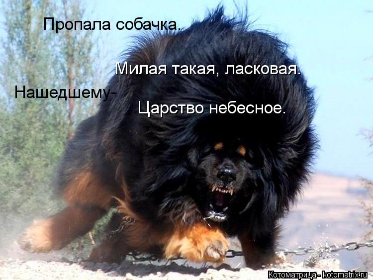 Пропала собачка. Милая такая, ласковая. Нашедшему- Царство небесное.... Котоматрица: Пропала собачка. Милая такая, ласковая. Нашедшему- Царство небесное.