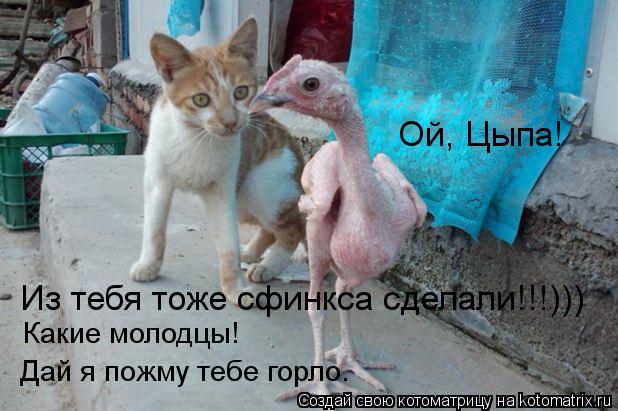 Ой, Цыпа! Из тебя тоже сфинкса сделали!!!))) Какие молодцы! Дай я пожму тебе горло.... Котоматрица: Ой, Цыпа! Из тебя тоже сфинкса сделали!!!))) Какие молодцы! Дай я пожму тебе горло.
