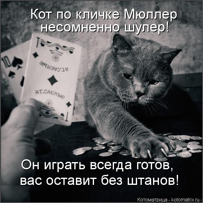 Кот по кличке Мюллер несомненно шулер! Он играть всегда готов, вас оставит без штанов!... Котоматрица: Кот по кличке Мюллер несомненно шулер! Он играть всегда готов, вас оставит без штанов!