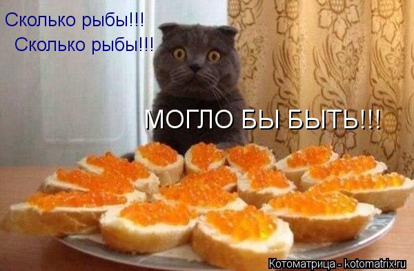 Сколько рыбы!!! Сколько рыбы!!! МОГЛО БЫ БЫТЬ!!!... Котоматрица: Сколько рыбы!!! Сколько рыбы!!! МОГЛО БЫ БЫТЬ!!!
