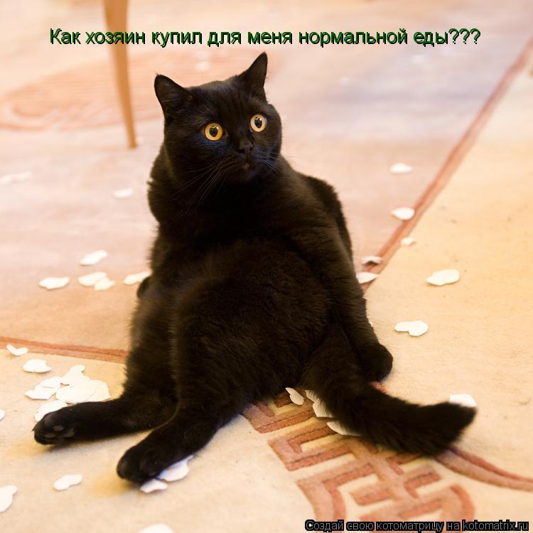 Как хозяин купил для меня нормальной еды???... Котоматрица: Как хозяин купил для меня нормальной еды???