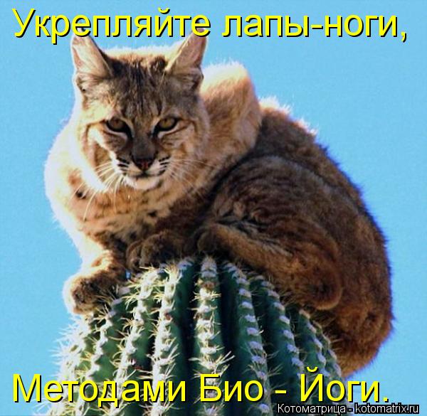Укрепляйте лапы-ноги, Методами Био - Йоги.... Котоматрица: Укрепляйте лапы-ноги, Методами Био - Йоги.