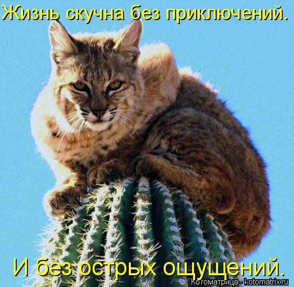 Котоматрица: Жизнь скучна без приключений. И без острых ощущений.