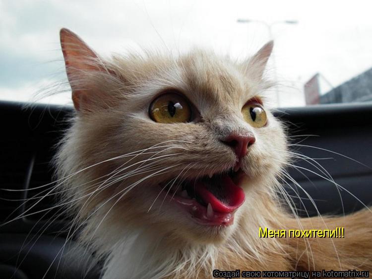 Меня похители!!!... Котоматрица: Меня похители!!!